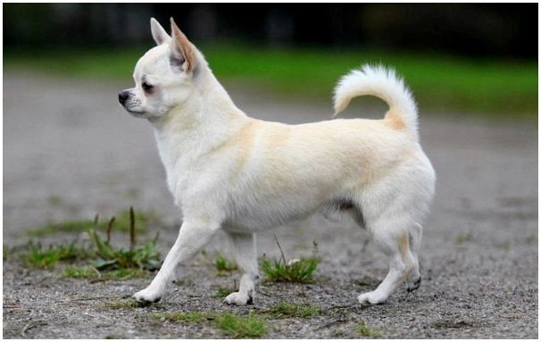 Собака породы чихуахуа короткошерстная фото