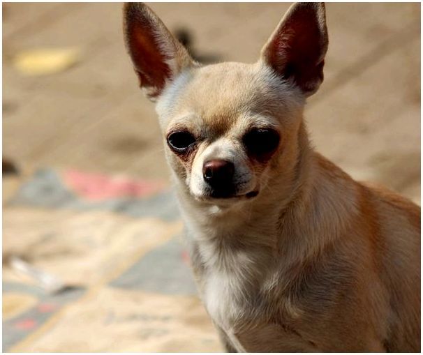 Чивава порода собак фото