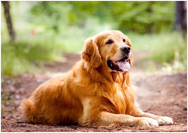 Порода собаки золотистый ретривер фото щенки thumbnail