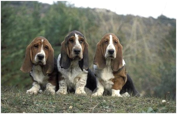 Породы собак со стоячими ушами фото