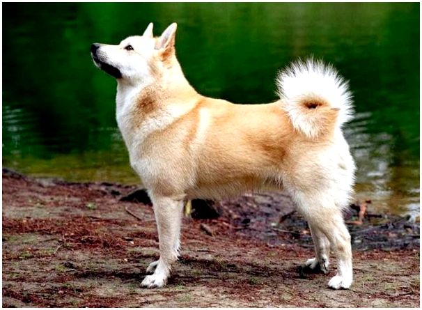 Собака породы сибирская овчарка фото thumbnail