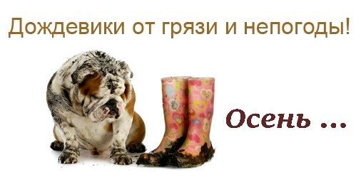 Дождевики для собак DogJoy.ru