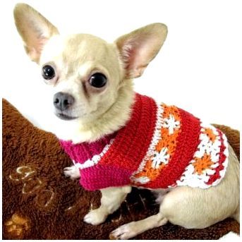 Фото одежды для собак породы чихуахуа
