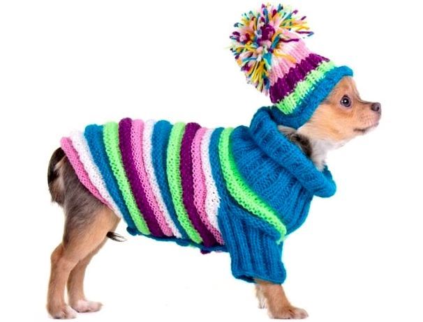 Фото одежды для собак породы чихуахуа