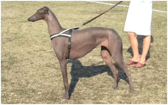 Редкие породы лысых собак: голый дирхаунд
