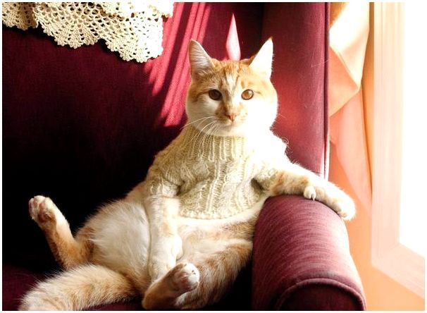 Вязаный свитер для кота
