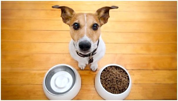 Можно ли кормить сухим кормом и натуральной пищей собаку одновременно