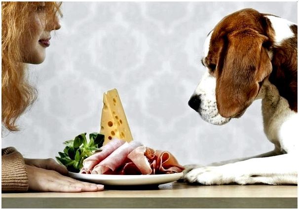 Можно ли кормить дворовую собаку сухим кормом