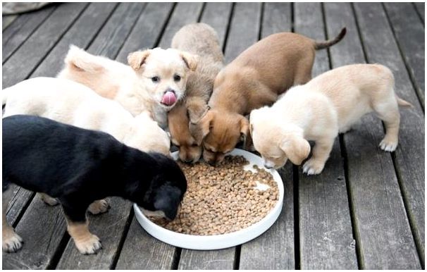 Можно ли кормить дворовую собаку сухим кормом