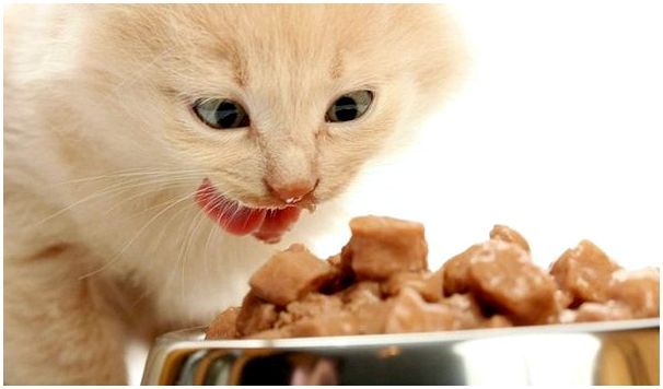 Можно ли кормить кошек влажным кормом для собак