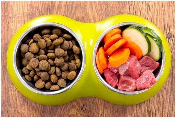 Можно ли кормить собаку сухим кормом и овощами