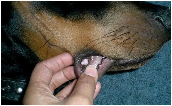Папиллома на губе у собаки.