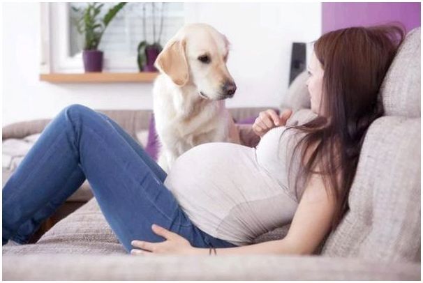 Собака и беременная девушка
