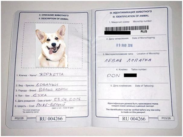 На каком языке заполнять паспорт на собаку