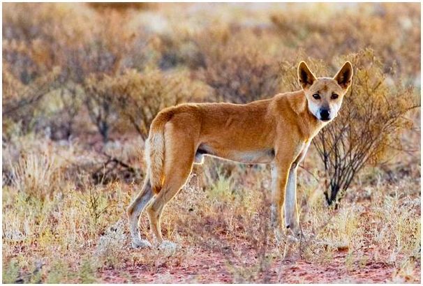 Собака динго живет почти на всей территории Австралии