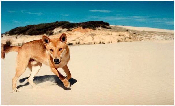 Собака динго обитает в Австралии