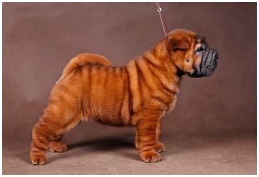 Породы собак типа шарпея