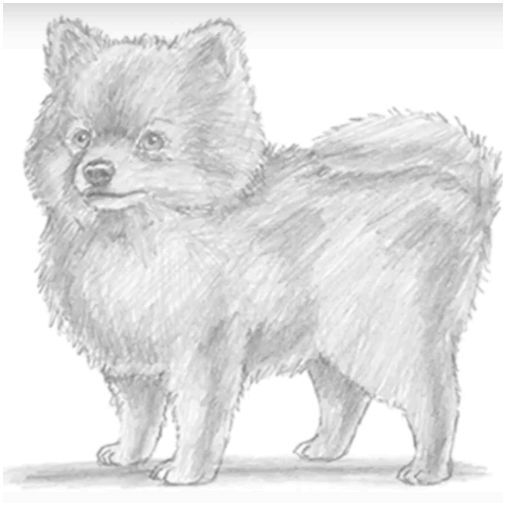 Рисунки собаки породы шпиц
