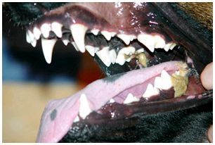 Название зубов у собак фото thumbnail