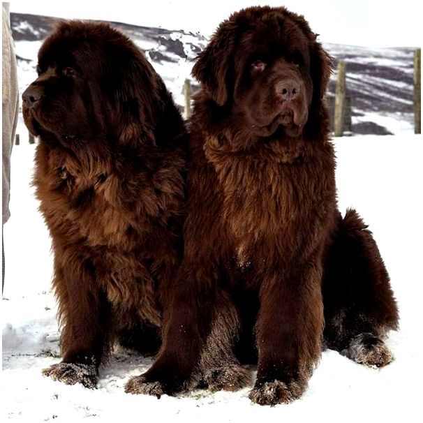 собаки коричневого цвета