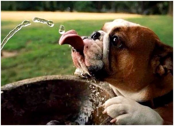 Норма воды для собаки при сухом корме