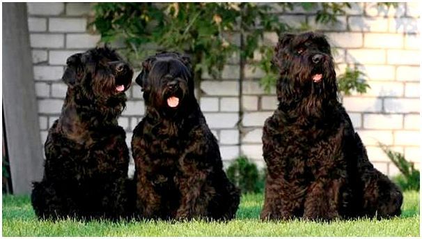 Русский черный терьер фото собак