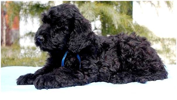 Русский черный терьер фото щенка