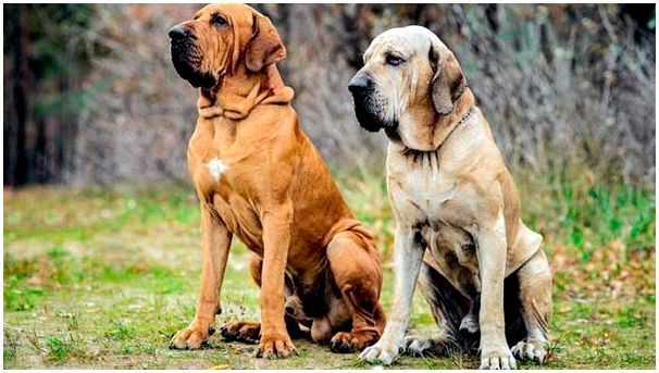 фото собак породы фила бразилейро