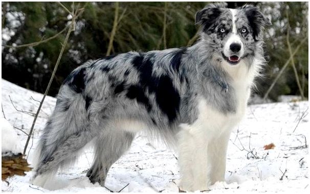 Порода собаки из шотландии thumbnail