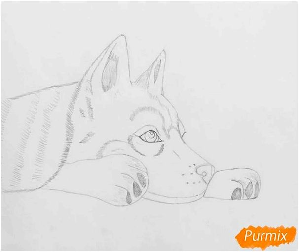 Породы собак нарисованные хаски thumbnail
