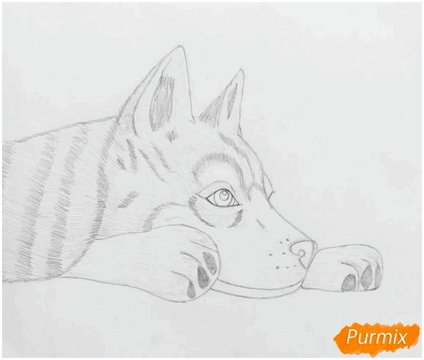 Рисуем лежащего голубоглазого щенка хаски - шаг 6