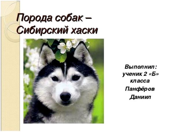 Порода собак – Сибирский хаски Выполнил: ученик 2 «Б» класса Панфёров Даниил 
