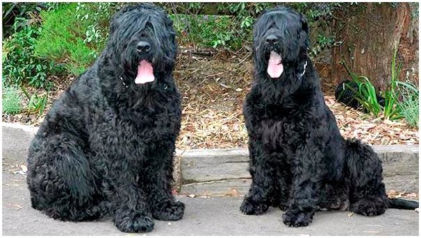 Собака породы русская черная thumbnail