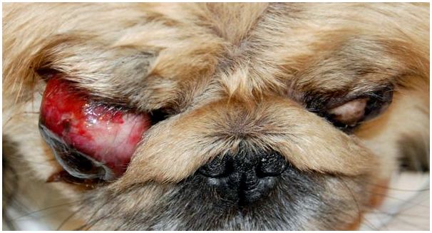 Собака выпадают глаза порода фото thumbnail