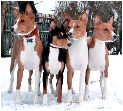 Породы собак среднего роста с названиями пород thumbnail