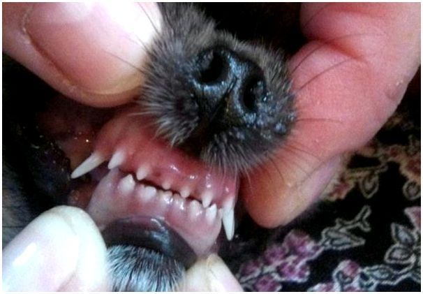 О зубах собаки породы чихуахуа