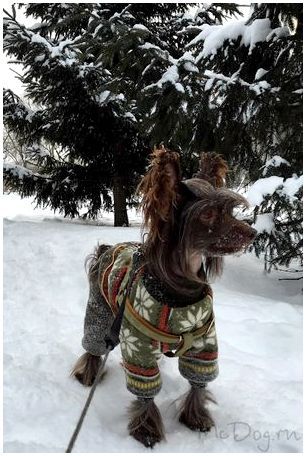 Одежда для собак в Санкт-Петербурге - McDog.ru