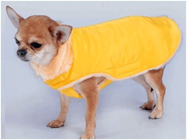 Одежда для собак породы чихуа thumbnail