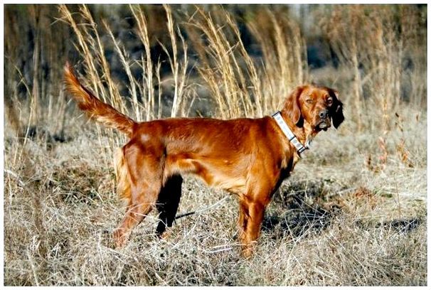 Охотничьи собаки фазана: узнайте, какая порода лучше для вас