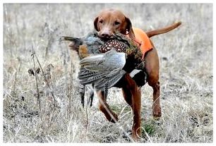 Охотничьи собаки фазана: узнайте, какая порода лучше для вас