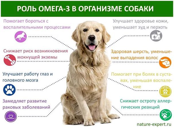 Роль Омега-3 в организме собаки
