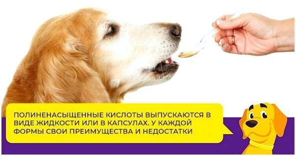 Жирные кислоты омега-3 и омега-6 в рационе собак