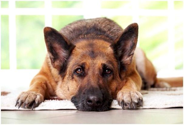 Опасные породы собак список в беларуси thumbnail