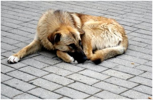 У бездомных собак нет иного выхода, кроме как поисков пищи на улице