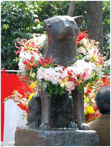 Памятник собаке Хатико