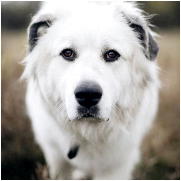 Одна из лучших охранных пород - Большой пиреней или Пиренейская горная собака
