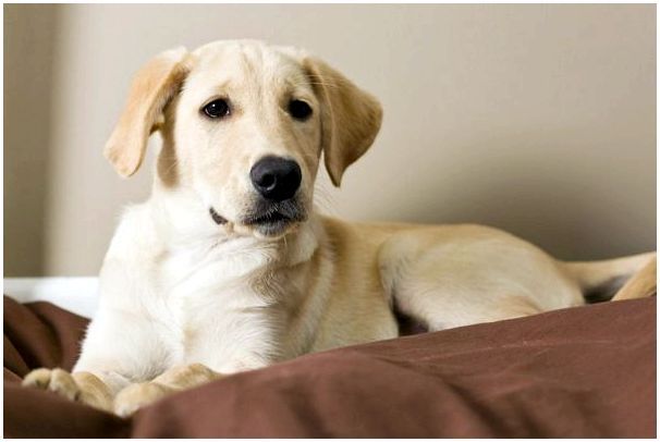 Уход за собаками больными пироплазмозом