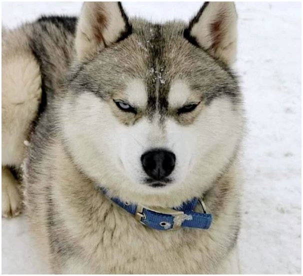 Собаки породы сибирский хаски фото