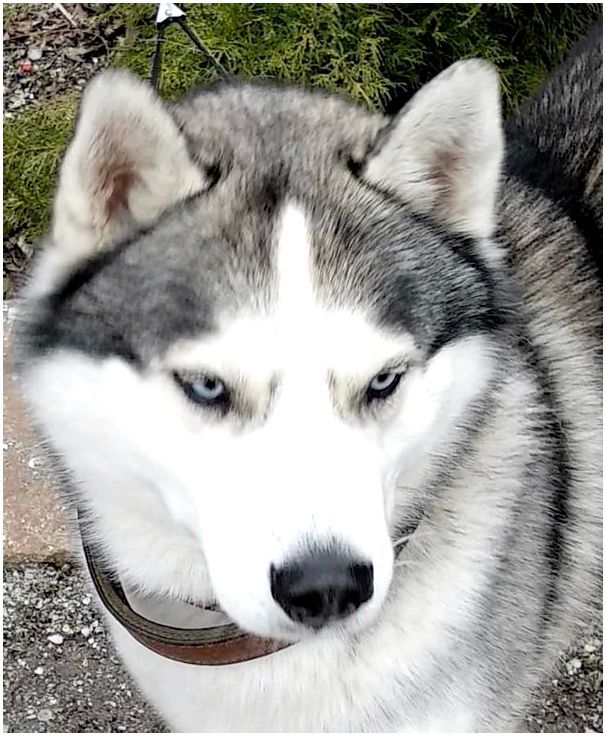 Собаки породы сибирский хаски фото