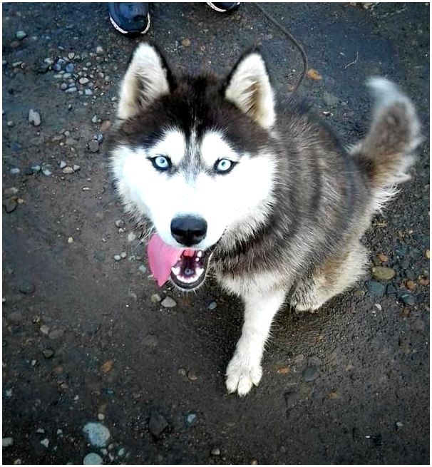 Фото породы собак сибирский хаски